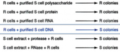 DNA alone changed R to S cells and this effect was lost when extract was treated with deoxyribonuclease

DNA carried the genetic information required for R to S conversion or transformation