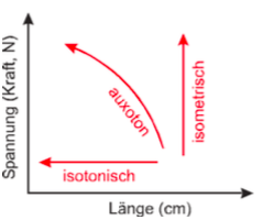 Der kontraktile Apparat ermöglicht sowohl Kraftentwicklung als auch Verkürzung, die Kontraktionsform hängt von den äusseren Bedingungen ab.
Isometrische Kontraktion
Auxotone Kontraktion
Isotonische Kontraktion