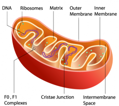 - Crista
- Matrix
- Ribosomes
- Inner membrane
- Outer membrane
- Mitochondrial DNA