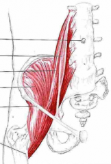 Udspring: L1-5 (Psoas major) og fossa iliaca (Iliacus)
Insertion: Trochanter minor
Funktion: Flexion, lat. rotation og adduktion af hofte.