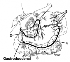 Short gastrics (from spleen) (superior)
Left gastroepiploic artery  (corner)
Right gastroepiploic artery (inferior)