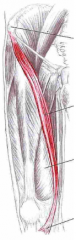 Udspring: Spina iliaca anterior superior (SIAS)
Insertion: Proximalt på medialsiden af tibia v. pes anserinus
Funktion: Flektere, abducere og lat. rotere hoften - flektere og med. rotere knæ