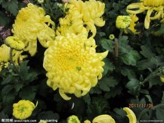Chrysanthemum morifolium

China Mum
Standard Mum
