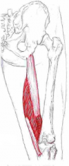 Udspring: Tuber ischiadicum
Insertion: Posteriort på tibias mediale kondyl
Funktion: Flexion og med. rotation af knæ - extension og med. rotation af hofte