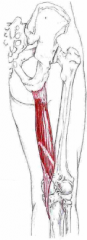 Udspring: Tuber ischiadicum
Insertion: Pes anserinus (proximalt på den mediale del af tibia)
Funktion: Flexion og med. rotation af knæ - extension og med. rotation af hofte