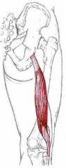Udspring: Tuber ischiadicum (caput longum) og linea aspera labrum laterale (caput breve)
Insertion: Caput fibula
Funktion: Flexion og lat. rotation af knæ - ekstension og lat. rotation af hofte