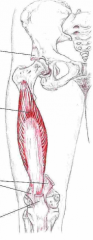 Udspring: Anterior lateral proximal corpus femoris
Insertion: Tuberositas tibia
Funktion: Ekstension af knæet