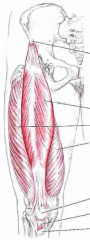 

Udspring: Spina iliaca anterior inferiorInsertion: Tuberositas tibia
Funktion: Extendere knæ og flektere hofte