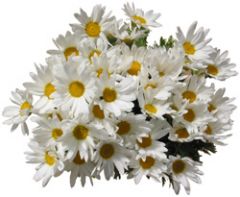Chrysanthemum frutescens

Marguerite Daisy