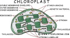 - Thylakoid
- Granum
- Lamella
- Stroma
- Thylakoid membrane
- Inner membrane
- Outer membrane
- Inter-membrane space
