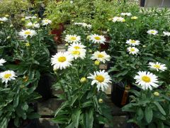 Chrysanthemum maximum

Shasta Daisy
