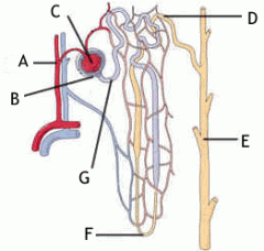 The structure B:
A.cortex 
B.bowman's capsule
C. collecting duct 
D.nephron  