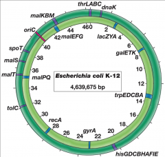 Escherichia coli K-12 chromosome