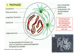 Die Chromosomen kondensieren, Spindelapparat wird gebildet und die Kernmembran löst sich auf.