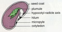 - Micropyle
- Embryo
- Plumule (embryo shoot)
- Radicle (embryo root)
- Cotelydons
- Testa

- Aleurone layer
- Endosperm