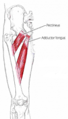 Udspring: Tuberculum pubis
Insertion: Linea aspera labrum mediale
Funktion: adduktion og med. rotation af hoften