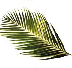 Chrysalidocarpus lutescens

Areca Palm