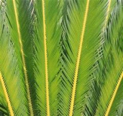 Cycas revoluta

Sago Palm