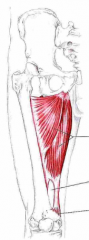 Udspring: Ramus inferior ossis pubis og tuberositas ischiadicum
Insertion: Linea aspera labrum mediale og tuberculum adductoricum femoris
Funktion: Adduktion og med. rotation af hofte