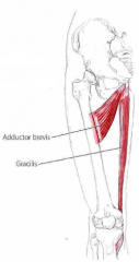 Udspring: Ramus inferior ossis pubis 
Insertion: Pes anserinus(Krydser to led)Funktion: Adduktion og med. rotation af hofte, flexion af knæ, med. rotation af flekteret knæ
