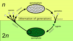 The fluctuation between a diploid sporophyte and a haploid gametophyte