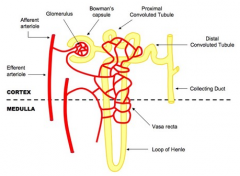 Cortex
- Afferent arteriole
- Efferent arteriole
- Bowman's capsule
- Glomerulous
- Proximal convulated tubule
- Distal convulated tubule

Medulla
- Loop of Henle (descending & ascending limb)
- Collecting duct
