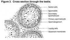 - Germinal epithelium
- Lumen
- Interstitial cells (Leydig)

- Basement membrane
- Sertoli cells
- Primary spematocyte
- Secondary spermatocyte
- Developing spermatozoa