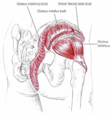 Udspring: Mellem linea glutea anterior og inferior
Insertion: Anteriort på trochanter major
Funktion: Abduktion, flexion og med. rotation af hoften