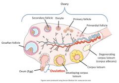 - Germinal epithelium
- Oogonium
- Primary follicle containing primary oocyte (prophase I)
- Secondary follicle containing secondary oocyte (prophase II)
- Mature follicle (Graafian)
- Ovulation
Corpus luteum