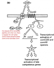 Pheromone precursor (pre-CSP) is encoded by ComC and processed and secreted by action of ComAB proteins

This pheromone detected by histidine kinase ComD, leading to phosphorylation of ComE

Phosphorylated ComE drives transcription of ComeCDE and...