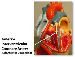 Supplies anterior ventricular walls with O2