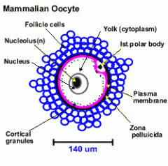 - Follicle cells
- Polar body
- Zona pellucida
- Corticle granules
- Nuclues
