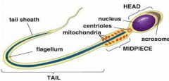 Head
- Acrosome
- Nucleus
Middle piece
- Centriole
- Mitochondria
Tail
- Axial filament