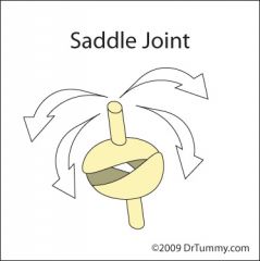 Saddle synovial joint