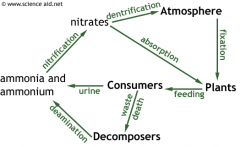 - Saprophyte
- Feeding
- death
- Excretion
- Decomposition
- Denitrification
- Nitrifying bacteria (Nitrosomonas & Nitrobactor)
- Nitrite in soil
- Nitrate in soil
- Lightning
- Nitrogen fixing bacteria (Rhizobium & Azotobacter)
- Denitrifying bac...