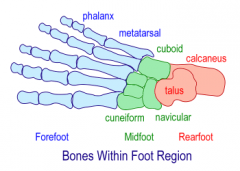 talonavicular, calcaneocuboid, naviculocuboid, naviculocuneiform, intercuneiform
