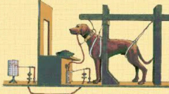Demonstrated classical condition in dogs

Pavlov's pairing of food (which made dog salivate) with bell (initially neutral stimulus) caused dog to salivate to sound of the bell
