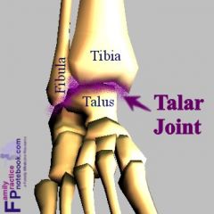 Tibia


Fibula


Talus


Single axial modified hinge joint


 