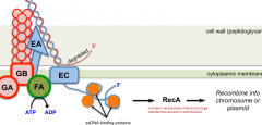 DNA gains access to ComEA protein by pseudopilus

NucA nuclease introduces double stranded breaks, allowing free end to enter the cell

Enters cell through ComEC channel

ComFA protein is an ATPase that may act as a helicase to unwind DNA so DNA ...