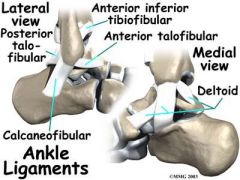 DPAC:


Deltoid ligament


Posterior talofibular


Anterior talofibular


Calcaneofibular


 