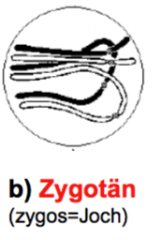 Zygotän, Homologe Chromosomen lagern sich zu Chromosomenpaaren parallel aneinander (Synapsis)