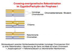 Als Crossing Over wird der Stückaustausch nichtschwesterchromatiden homologer Chromosomen bezeichnet. Dies führt zu einer Rekombination.
