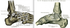DDCC: deltoid, dorsal talonavicular, calcaneonavicular, and calcaniocuboid ligaments