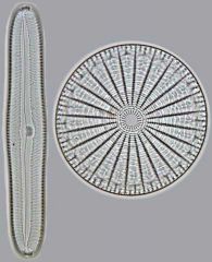 Diatoms
  
-  Shells made of Silica Dioxide (SiO2)
- Pennate Shells vs. Centric Shells