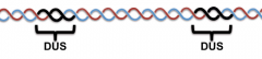 The incoming DNA to have a sequence called DUS (DNA-Uptake Sequences)