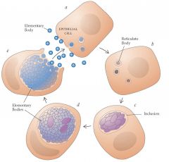 Clamydiae cannot make their own ATP --> obligat intracellular organism that cause mucosalinfections

2 forms

Elementary body (small,dense)
--> Enfectious and Enters cell via Endocytosis
--> transforms into reticulate body

Reticulate body Replic...