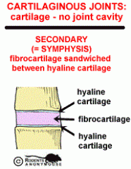 Secondary cartilaginous joint (symphysis)