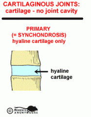 Primary cartilaginous joint (synchondroisis)