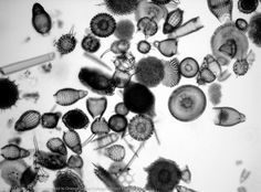 Radiolarians- Shells made of Silicon Dioxide (SiO2)