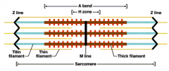 A-band   מכיל גם אקטין וגם מיוזן

  I-band  מכיל רק סיבי אקטין
  H-band – אזור בהיר יותר בתוך ה-A-band המכיל רק סיבים עבים (מיוזין).
 M-line – קו בהיר במרכז ה...